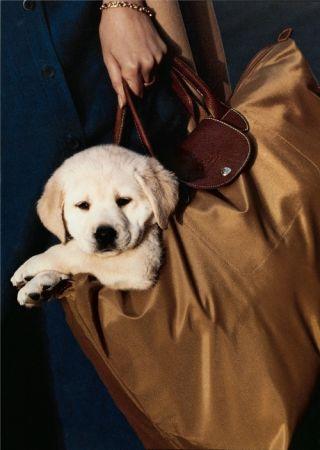 Longchamp Le Pliage系列被称为“法国国包” 新浪时尚配图